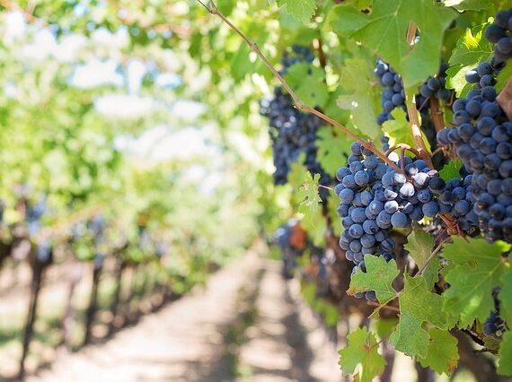 Terroir, Rootstock, Clones, and Cross-Breeding: Quality Wine Starts In the Vineyard