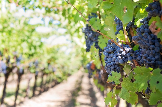 Terroir, Rootstock, Clones, and Cross-Breeding: Quality Wine Starts In the Vineyard